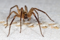 La Zoropse  pattes pineuses. Un mle (Araneae - Zoropsidae - Zoropsis spinimana)